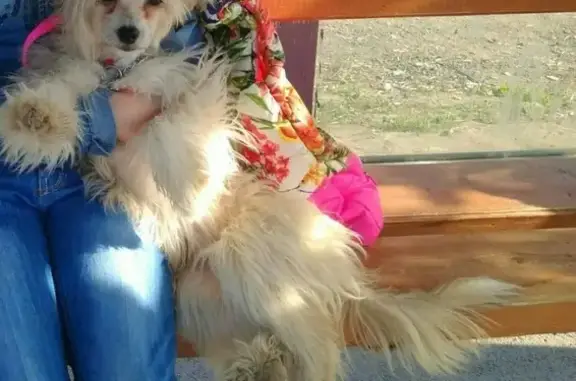 Собаки потеряшки, Песьянка, фото: Потеряшка хохлатая собака в деревне Песьянка, Пермский край