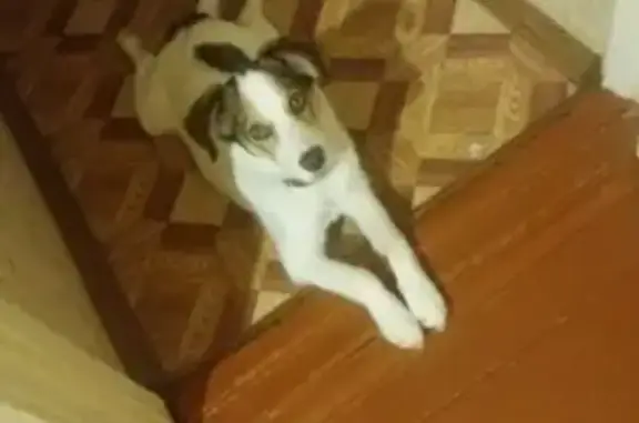 Пропала собака в Тобольске #РОЗЫСК