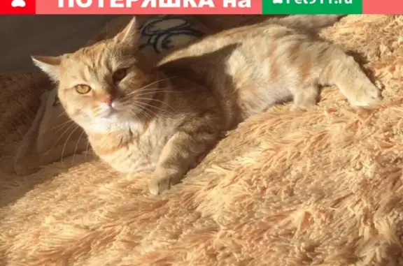 Пропал рыжий кот ПЕРСИК на ул. Карла Маркса, 37