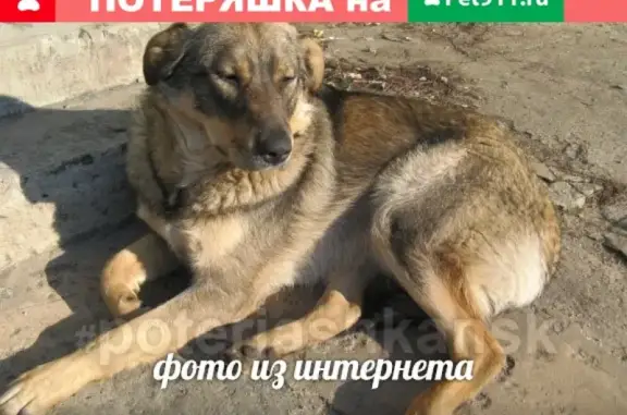 Пропала собака в Дзержинском районе, помощь нужна!