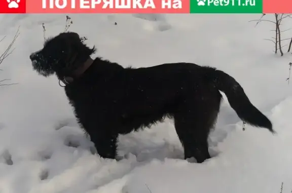 Пропала собака в районе дома 30А, 4 микрорайон, г. Шелехов