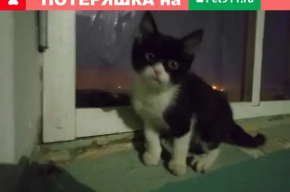 Найден котенок на ул. Шестакова 15