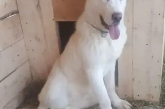 Пропала собака в Горно-Алтайске: ищем щенка САО белого окраса в районе скорой помощи и магазина Зеленый сад.