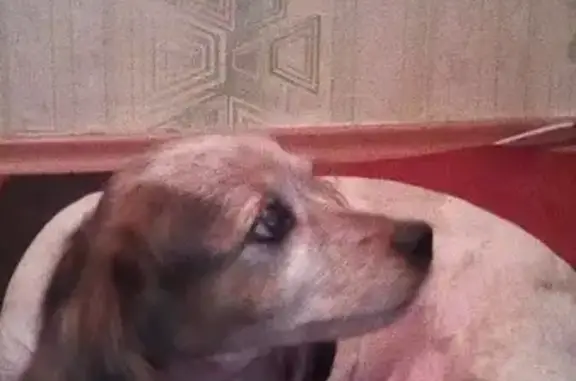 Пропала собака Сара в Новокузнецке