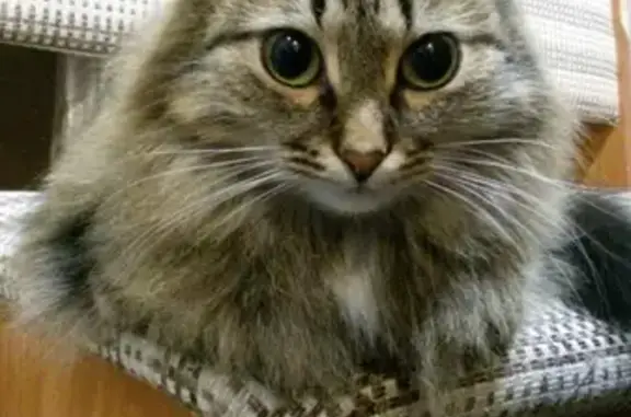 Пропала кошка Муза в Белорецке, Республика Башкортостан