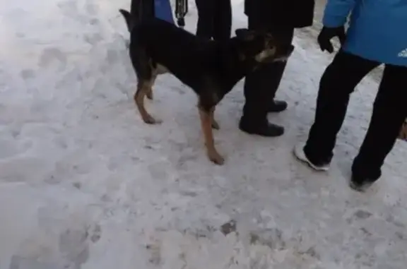 Пропала собака в Кемерово https://vk.com/id71344592
