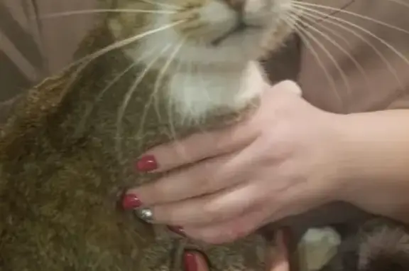 Найдена кошка в Ярославле на улице Суздальская