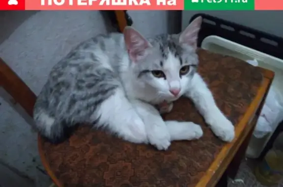Найден молодой кот на улице, ищет хозяев. Новосибирск, тел.