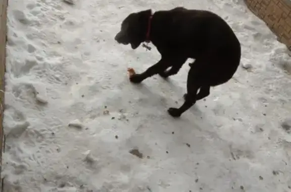 Собака найдена в Комсомольске-на-Амуре с адресником