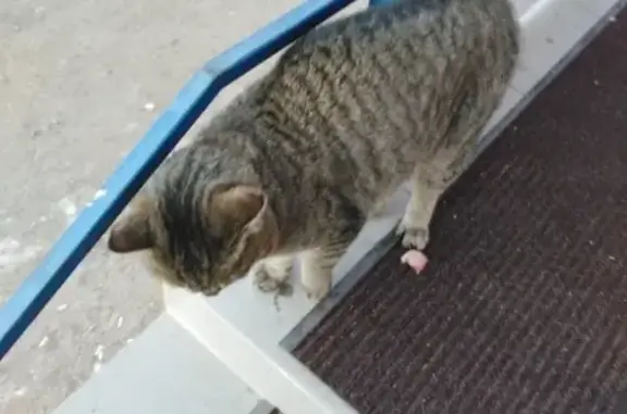 Найдена кошка в Чите с ошейником