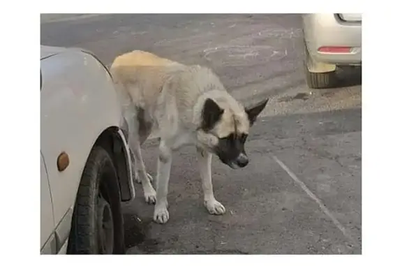 Пропал пёс Рекс во Владивостоке