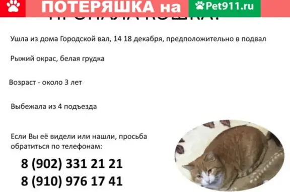 Пропала кошка в Ростове