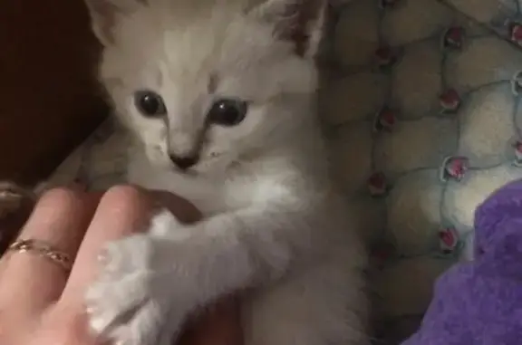 Кошки потеряшки, Кемерово, фото: Потеряшка кошка на улице Леонова, помогите!