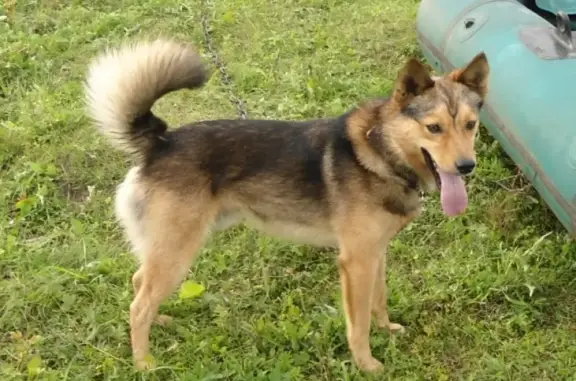 Пропала собака в Кемерово, кличка Джек #потеряласобака