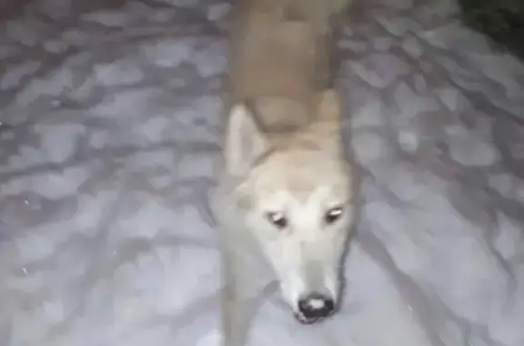 Найдена собака на Ириновском пр.