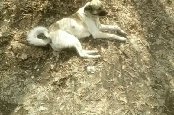 Пропала белая собака в Кировском районе