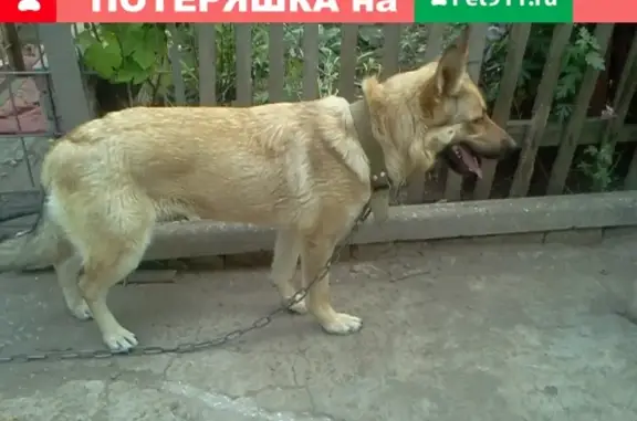 Пропала собака на улице Казакова, Керчь