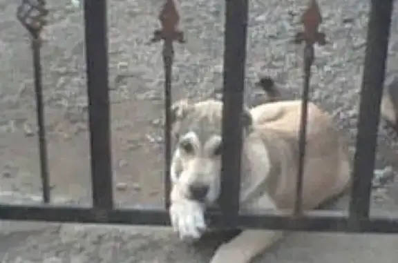 Пропала собака в Ногинске, вознаграждение