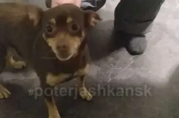 Найдена собака в Юном Ленинце, нужна обратная связь!