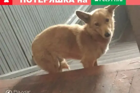 Пропала собака в Нижнеудинске, Иркутская область