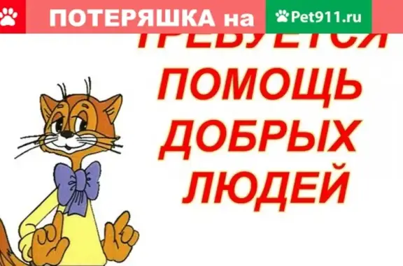 Пропала собака в Чебоксарах: шпиц черно-белого окраса с улицы Боголюбова