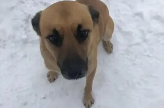 Найден пёс в Рыбацком хуторе, ищем хозяев