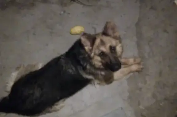 Пропала собака в Волгодонске!