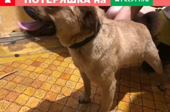Найдена собака в районе нефтебазы Воронежа