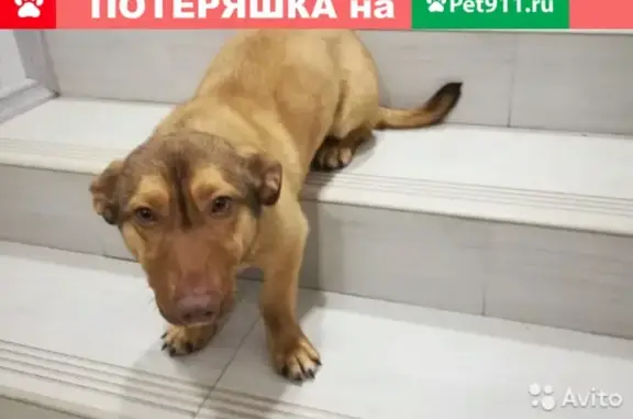 Найдена собака в районе Ссёлки, Липецк