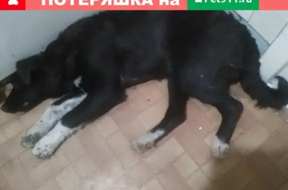 Найдена собака в Магнитогорске, район 28-ой школы, ищем хозяина.