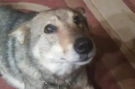 Найдена собака в Юго-Западном районе Москвы