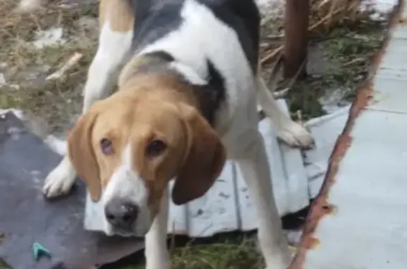 Пропала собака в Железногорске, Курская область