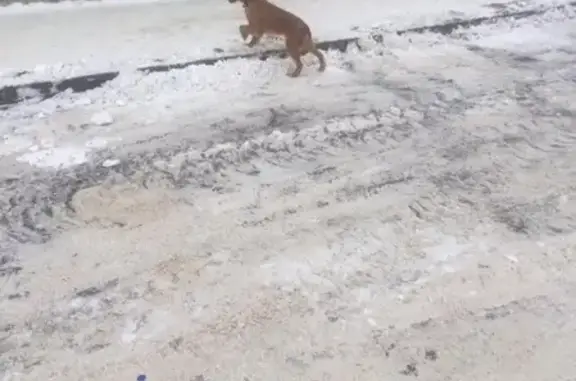 Найдена напуганная собака в Тамбове