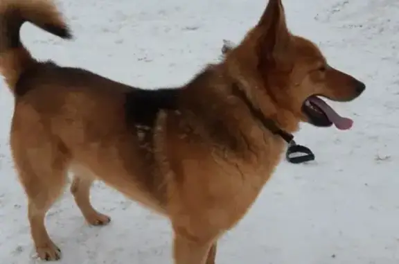 Найдена ласковая собака на улице Верхняя в Медвежьегорске, Карелия