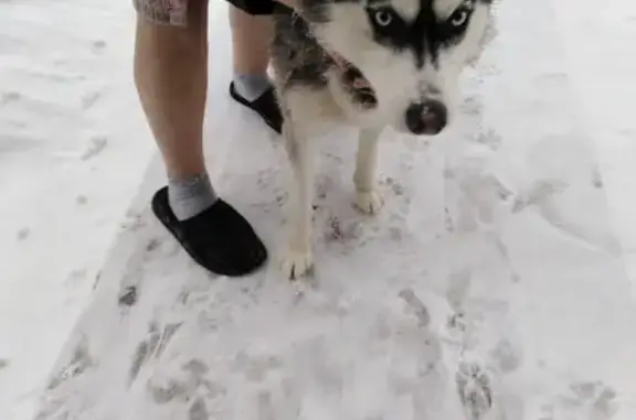 Найдена собака ХАСКИ в Шипицыно на улице Советской