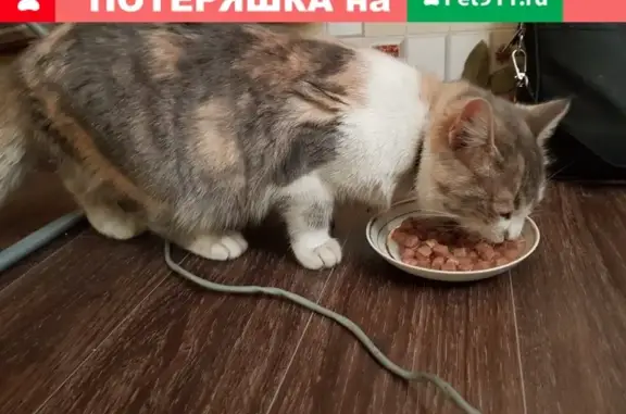 Найдена кошка на заправке Роснефть в Знаменке