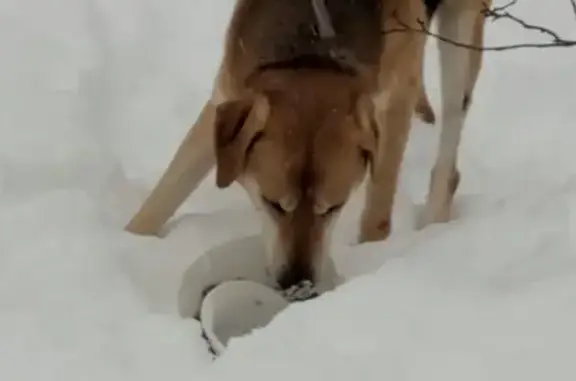 Найдена собака, Виркино, фото: Найдена собака в Виркино, ЛО, Гатчинский район