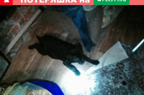 Пропала собака в Коломне, 1-2 января