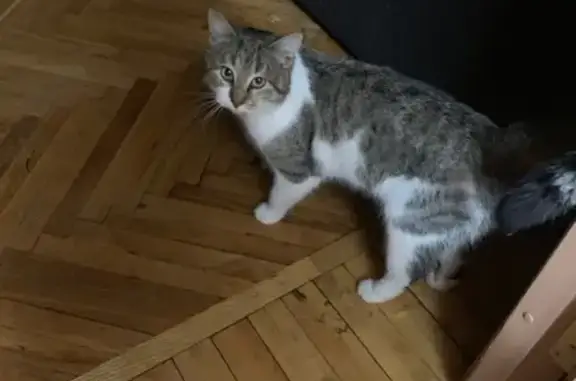 Найден ручной кот с ошейником на Коллонтай 2, СПб