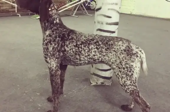 Найдена собака на улице Щорса, Краснодар