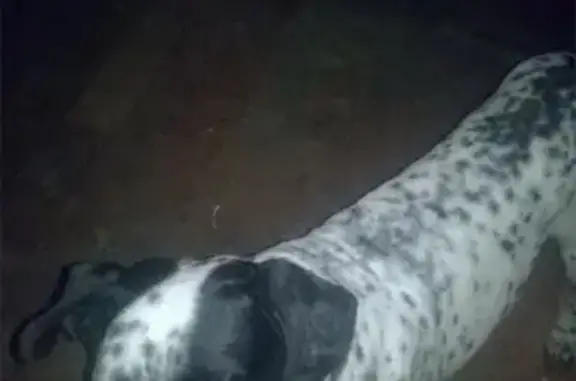 Найдена собака на Седлогорской в Кисловодске