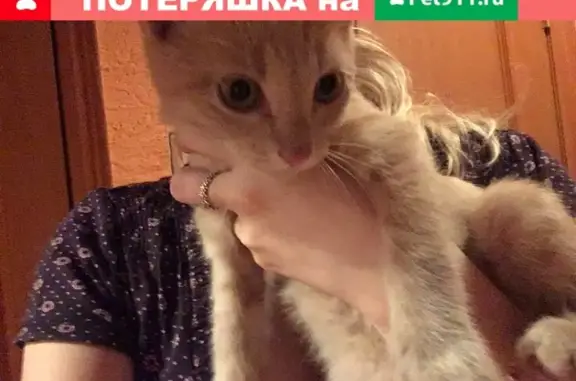 Найден котенок на Мирной 7/1 в Пскове