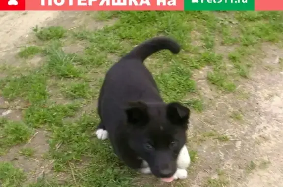 Собаки потеряшки, Заволжское, фото: Потеряшка собака Хая в деревне Батово, Вологодская область