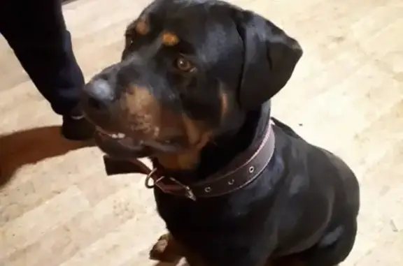 Собаки потеряшки, Нижний Новгород, фото: Потеряшка ротвейлер Патри на ул. Плотникова, Нижний Новгород