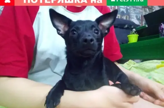 Найдена маленькая собака в Тольятти!