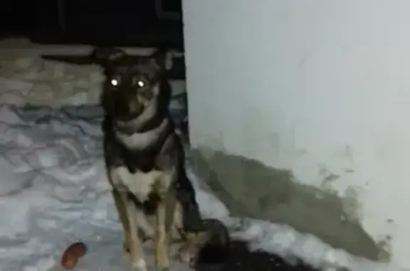 Найдена собака с грустными глазами в Твери, нужна помощь!