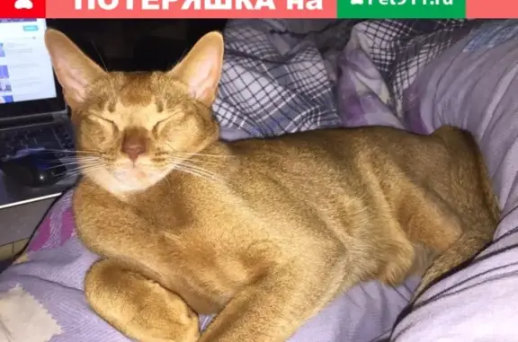 Пропал кот Персик в Ребровке, Омская область
