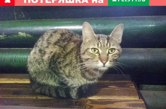 Найден котик в Спецавтохозяйстве, Великий Новгород