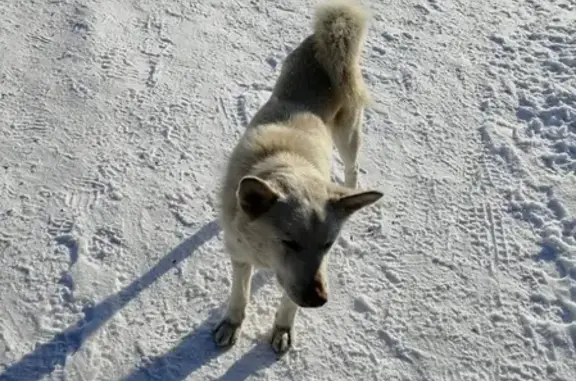 Найдена собака возле карьера в Южно-Сахалинске