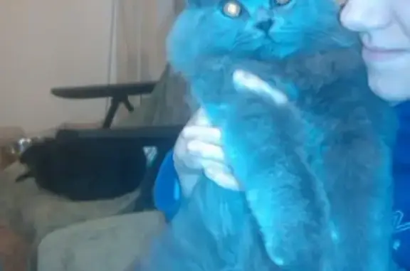 Потерянные животные Калининград, фото: Пропала собака в Калининграде